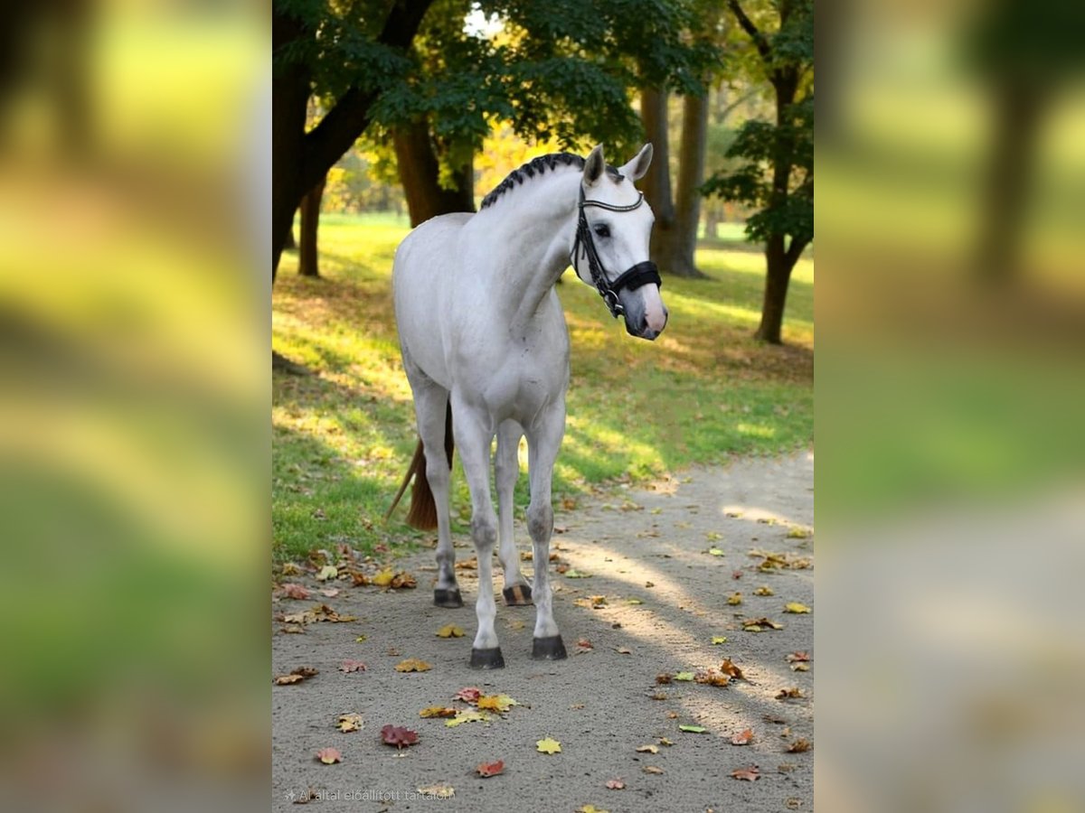 KWPN Mare 4 years 16,2 hh White in B&#xE9;k&#xE9;sszentandr&#xE1;s