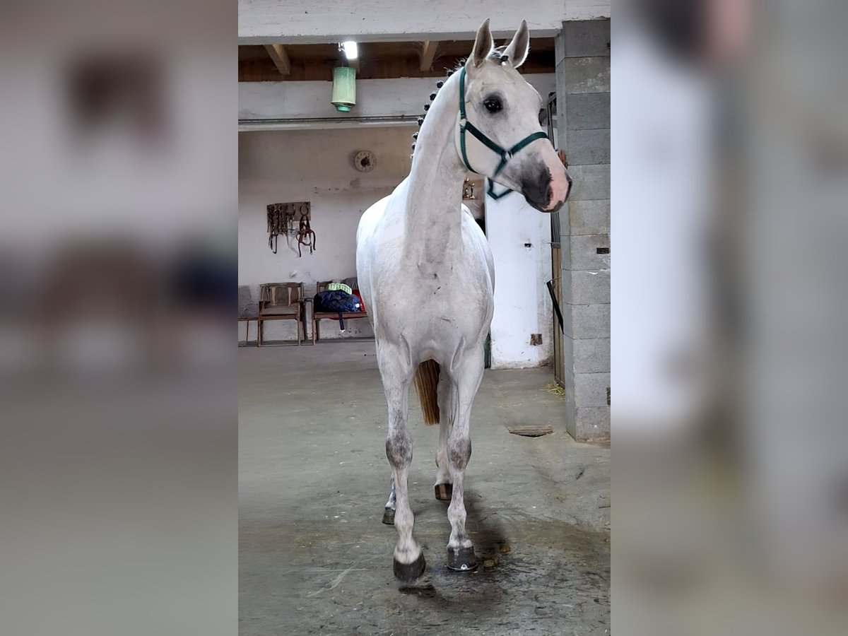 KWPN Mare 4 years 16,2 hh White in B&#xE9;k&#xE9;sszentandr&#xE1;s