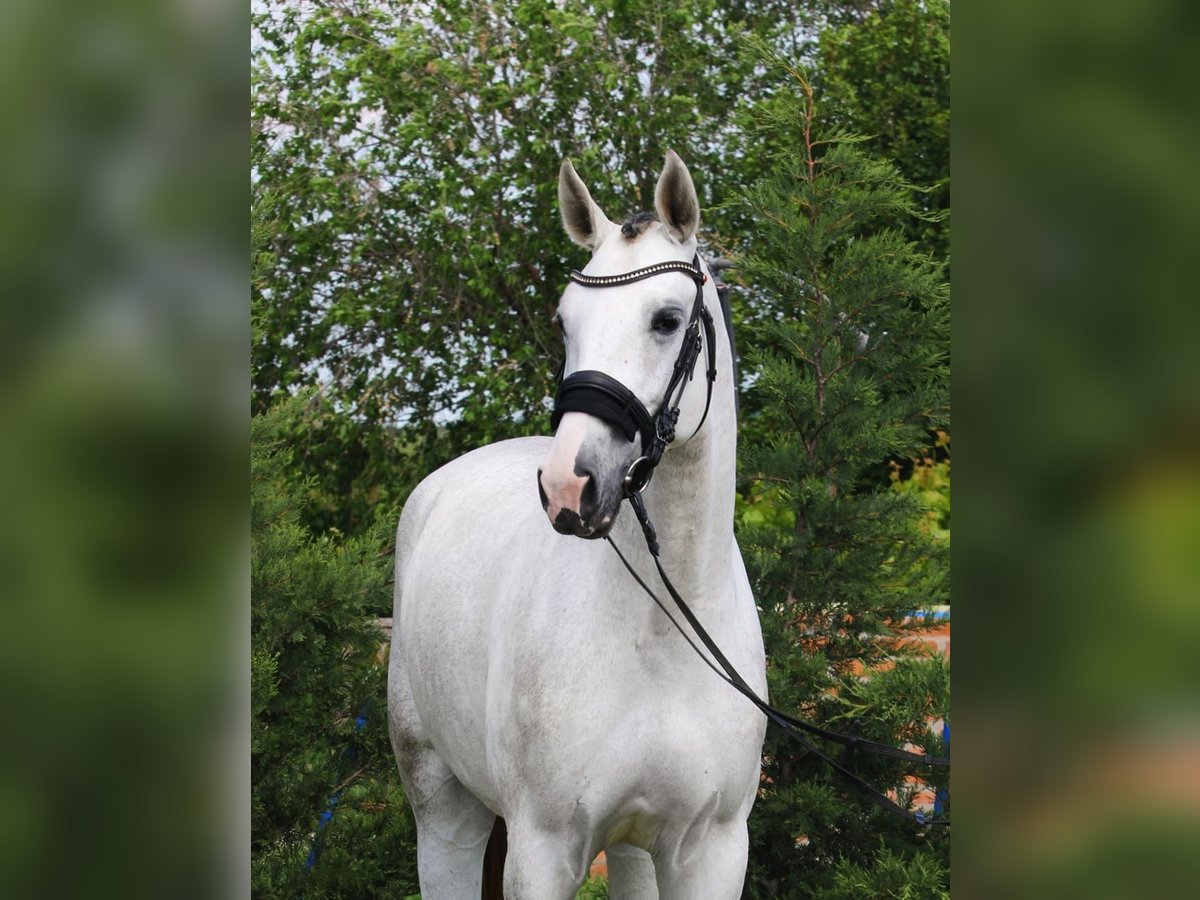 KWPN Mare 4 years 16,2 hh White in B&#xE9;k&#xE9;sszentandr&#xE1;s