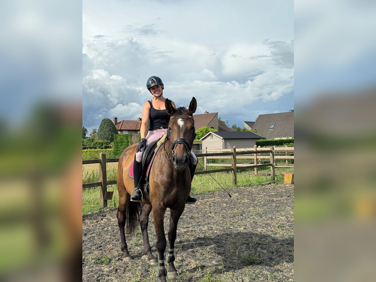 KWPN Mare 4 years 16,3 hh Brown in Lokeren