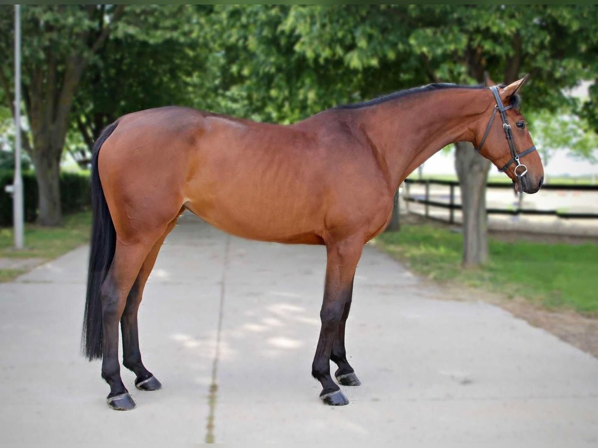 KWPN Mare 4 years 17 hh Bay in B&#xE9;k&#xE9;scsaba