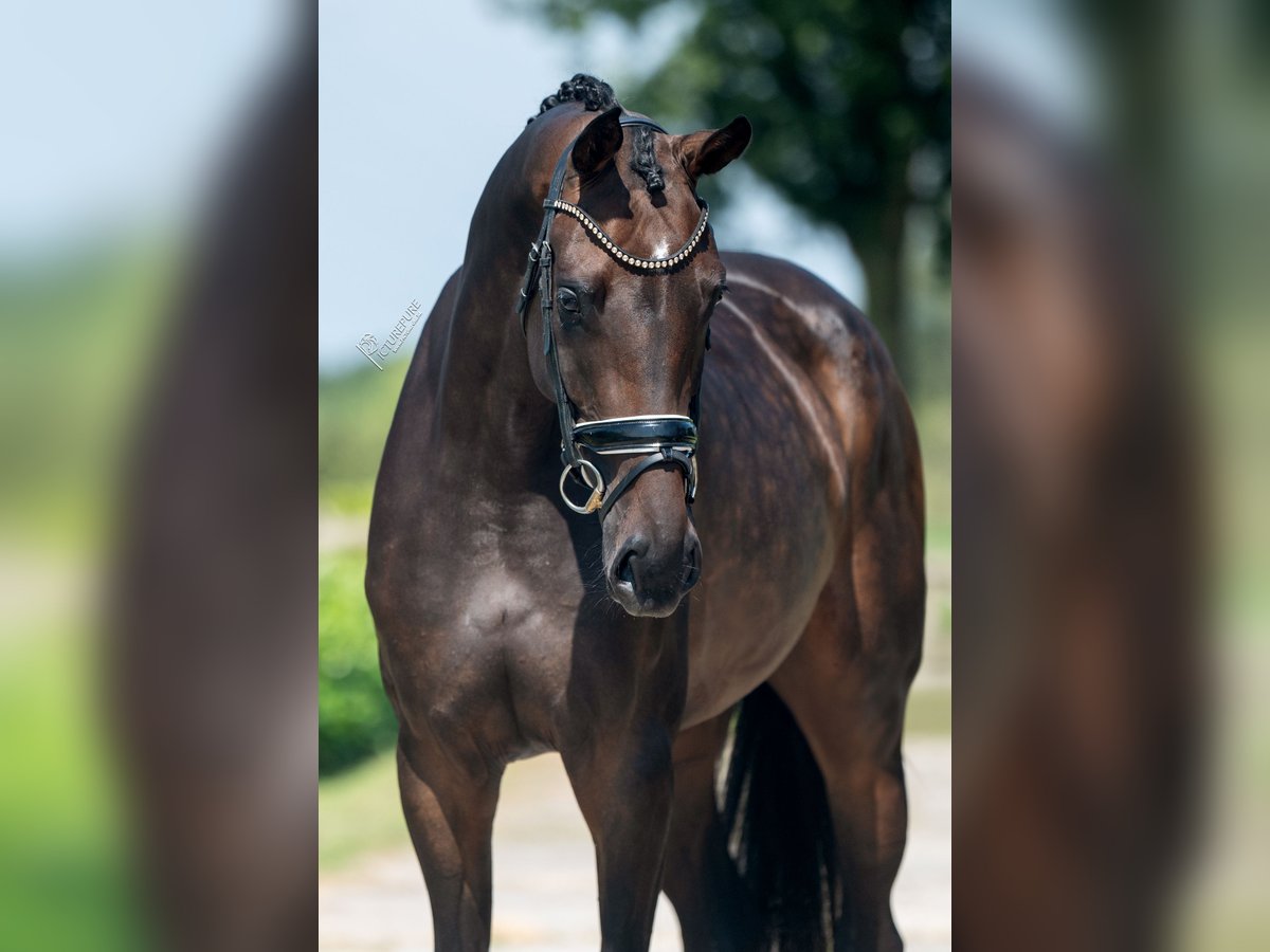 KWPN Mare 4 years 17 hh Brown in Weert