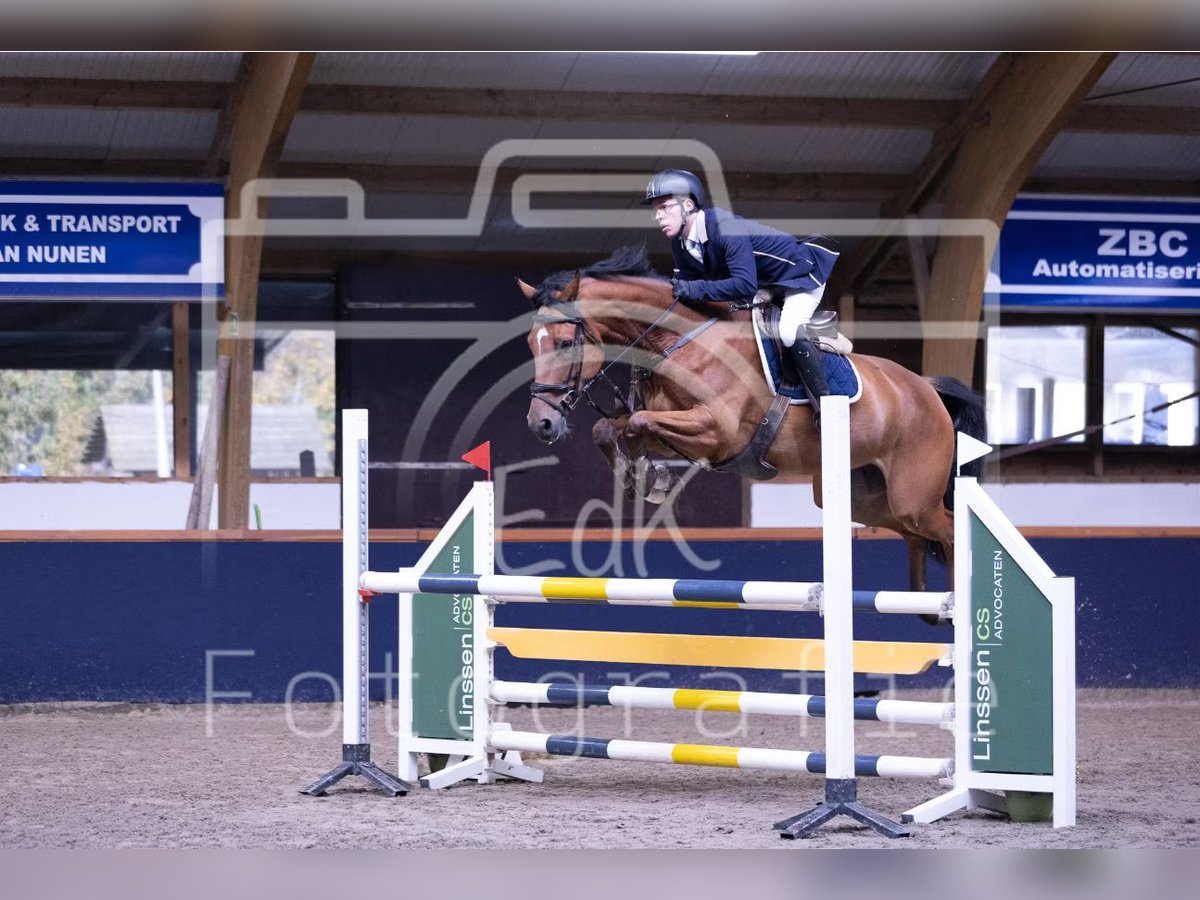 KWPN Mare 4 years 17 hh Brown in Uden