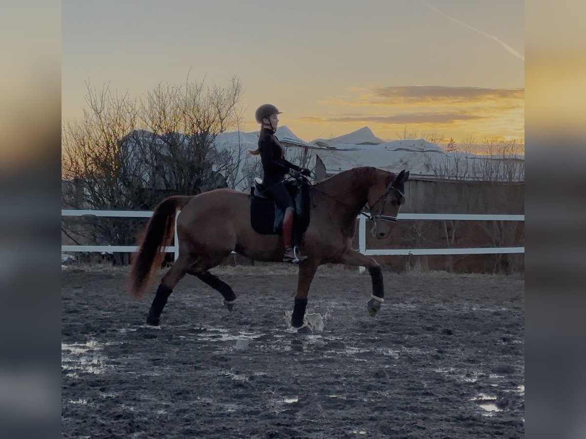 KWPN Mare 4 years 17 hh Chestnut in Moscow