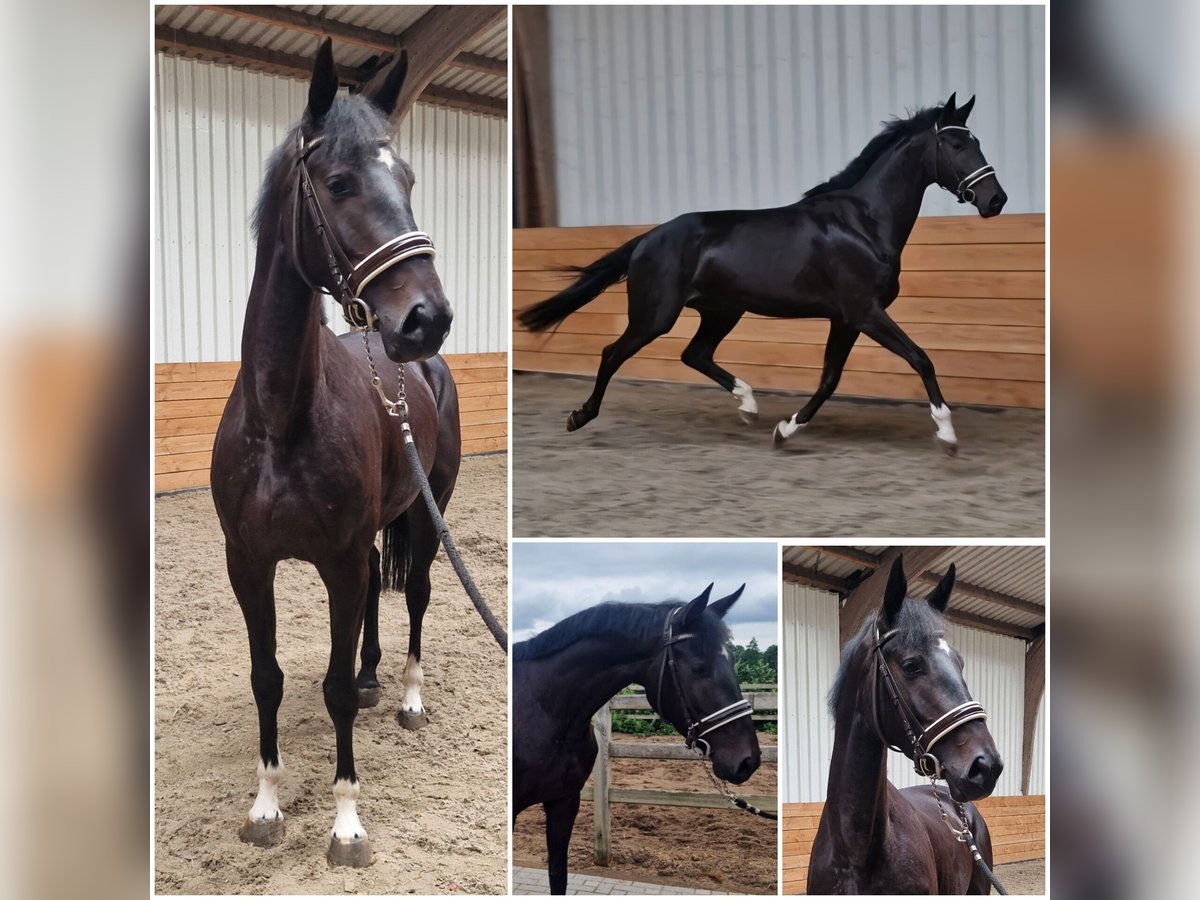 KWPN Mare 4 years Bay-Dark in Den Ham