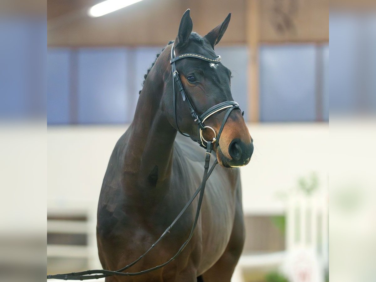 KWPN Mare 4 years Bay-Dark in Münster-Handorf