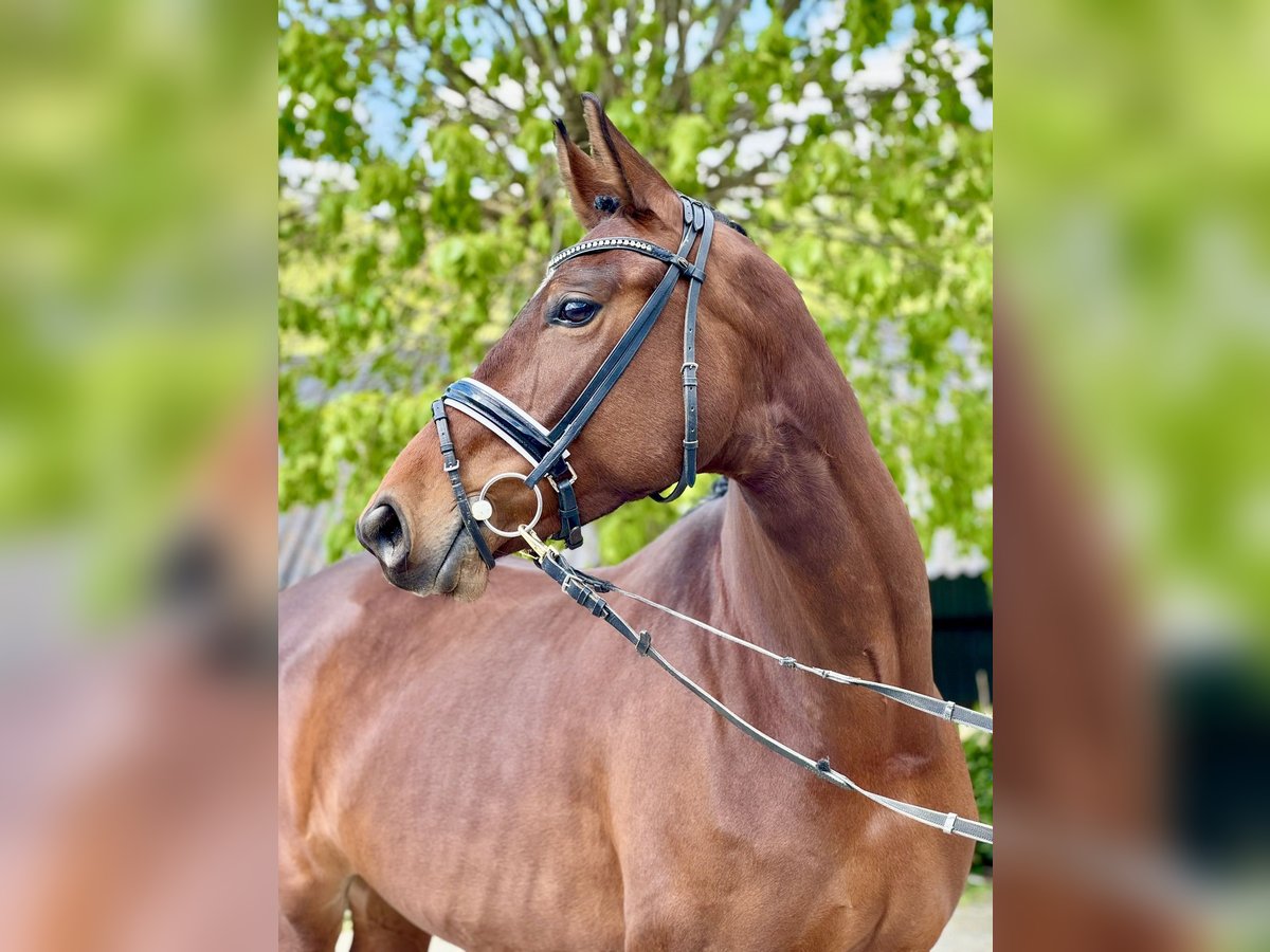 KWPN Mare 5 years 15,2 hh Brown in Simpelveld