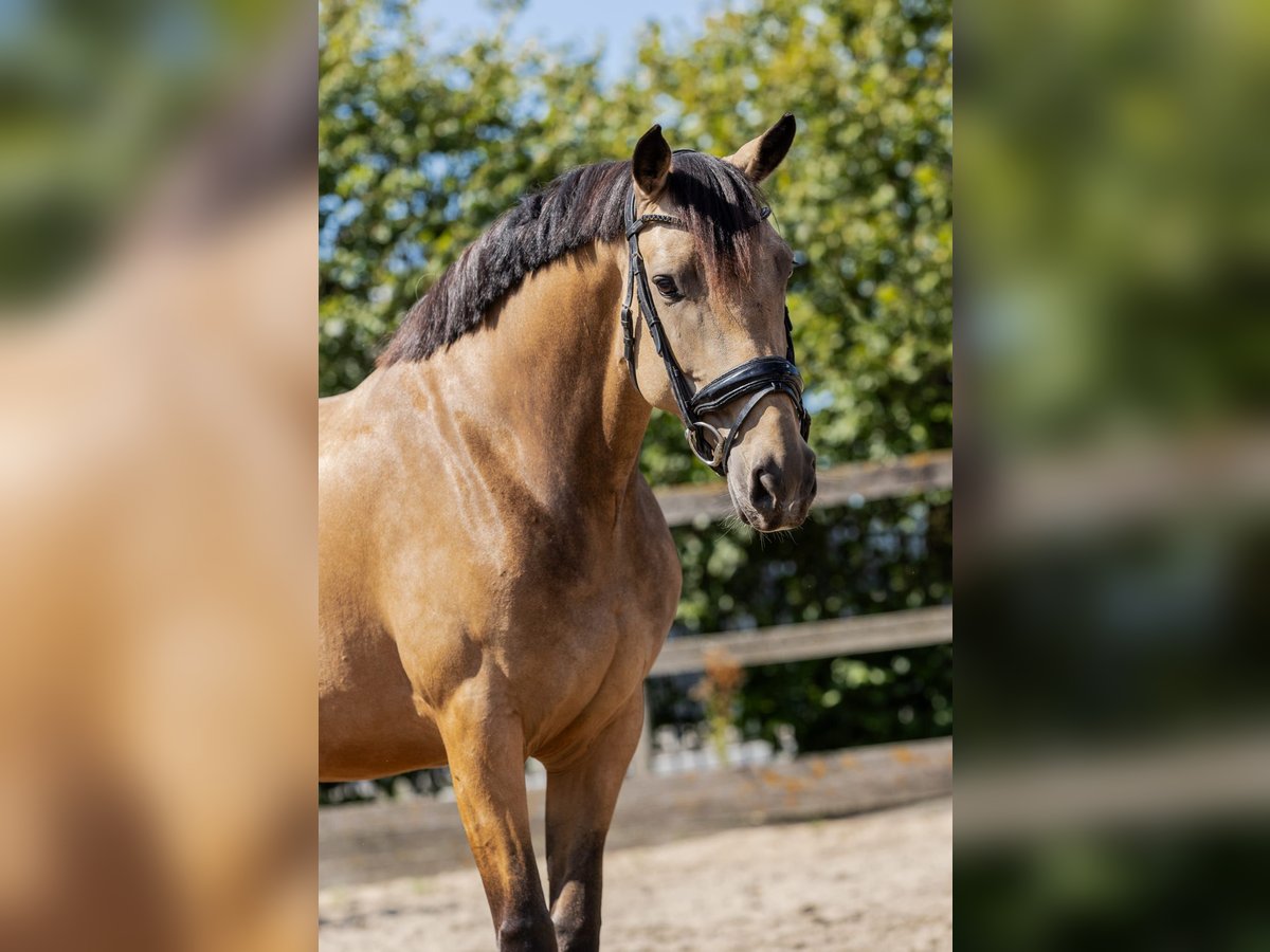 KWPN Mare 5 years 15,2 hh Buckskin in Poeldijk