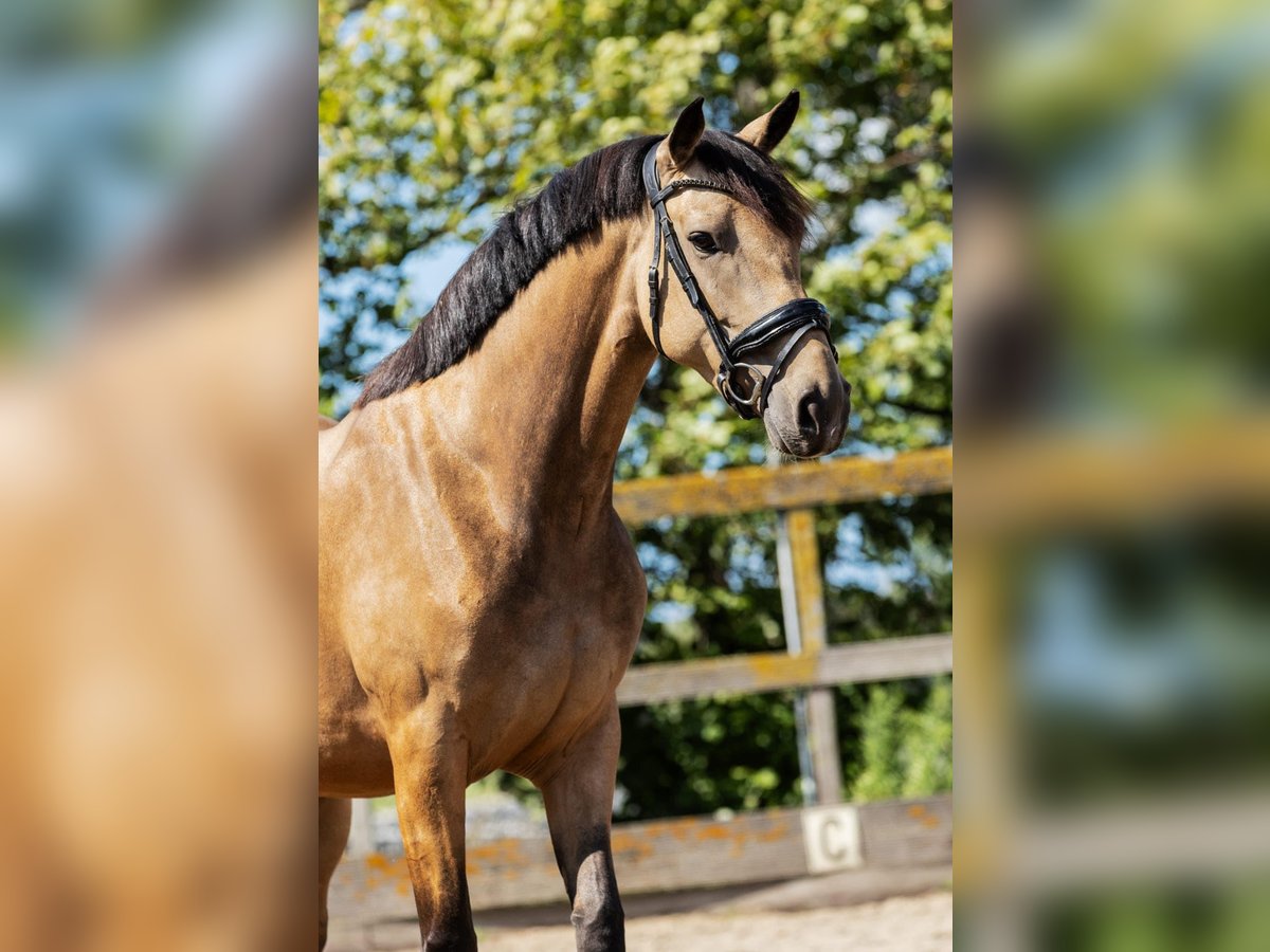 KWPN Mare 5 years 15,2 hh Dun in Sm