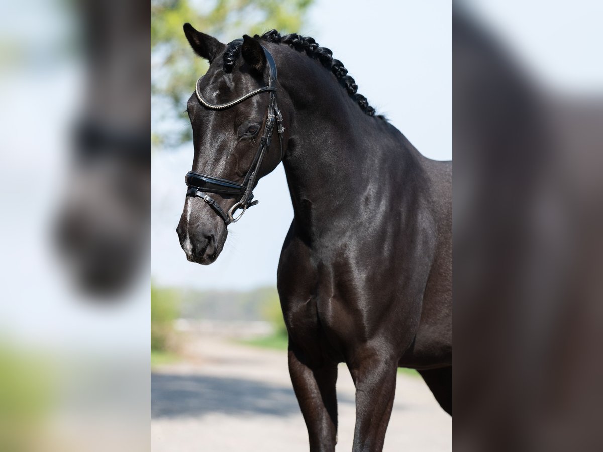 KWPN Mare 5 years 15,2 hh Black in Helmond