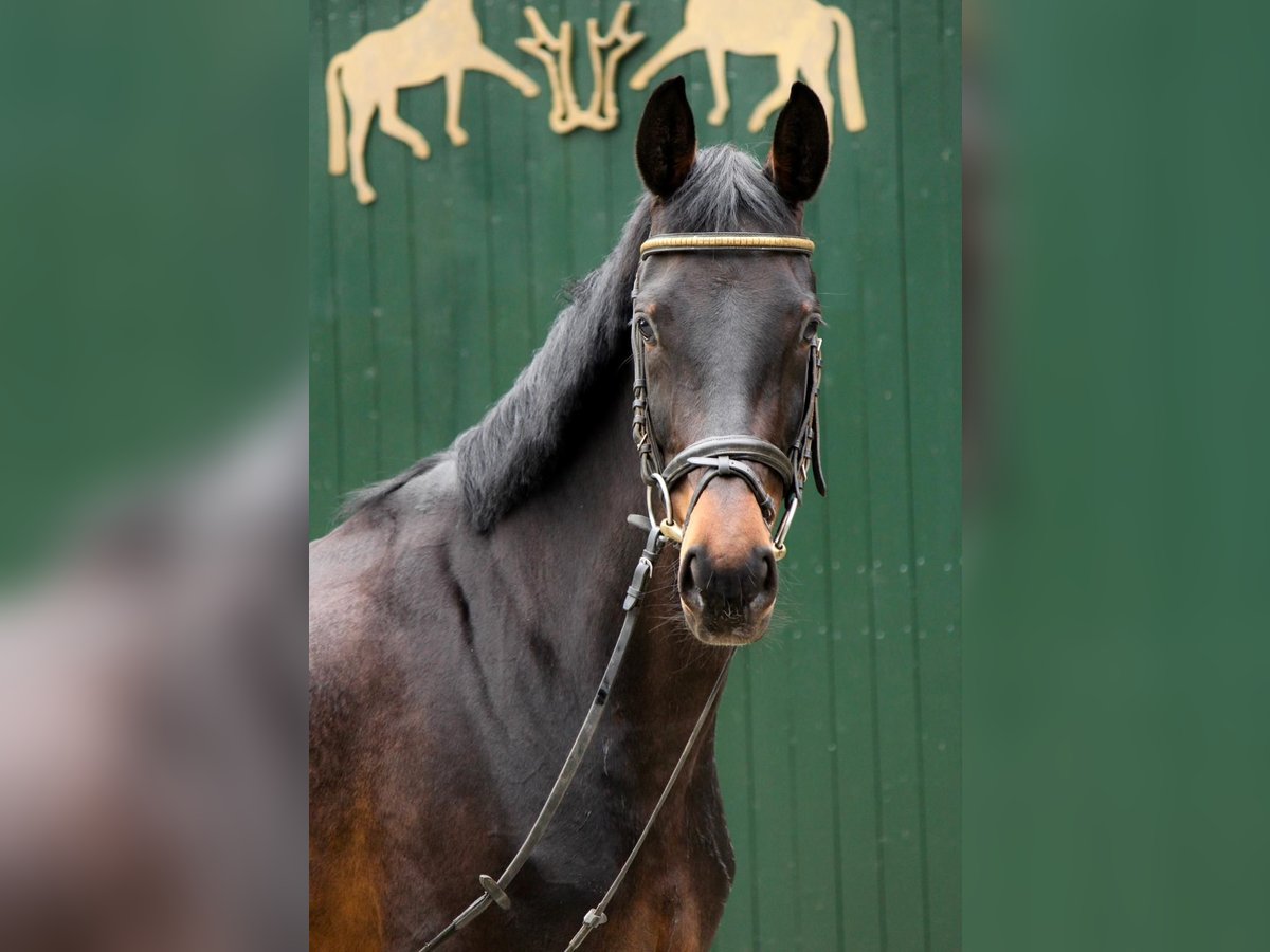 KWPN Mare 5 years 15,2 hh Brown in Hagen
