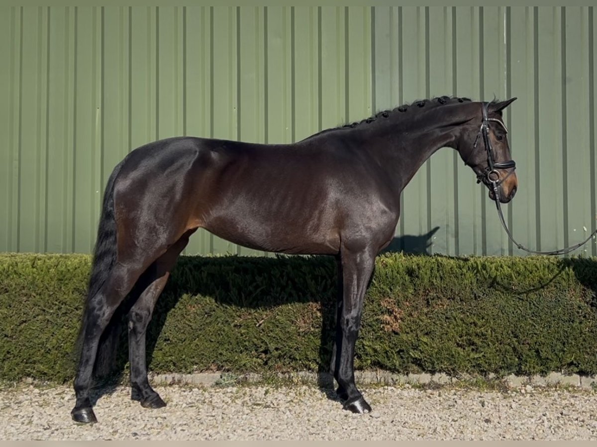 KWPN Mare 5 years 16,1 hh Bay-Dark in Oud Gastel