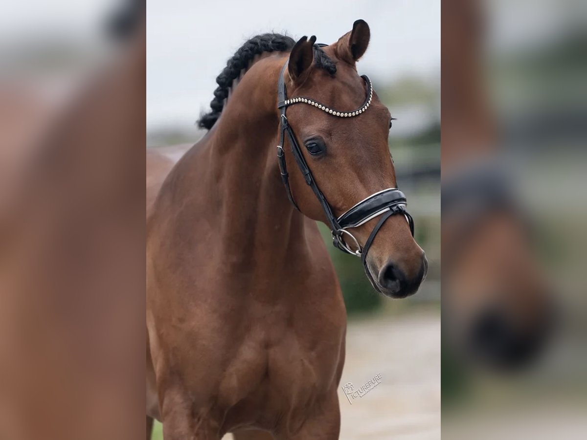 KWPN Mare 5 years 16,1 hh Brown in Richwiller