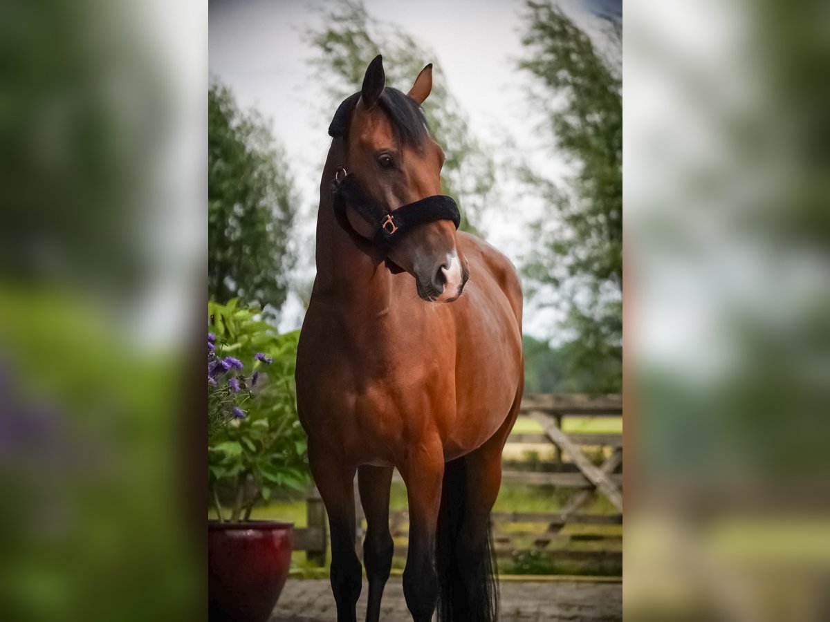 KWPN Mare 5 years 16,1 hh Brown-Light in Baarle-Nassau