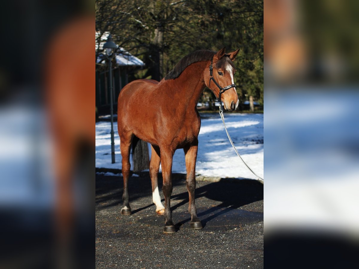 KWPN Mare 5 years 16,1 hh Brown in Halbenrain