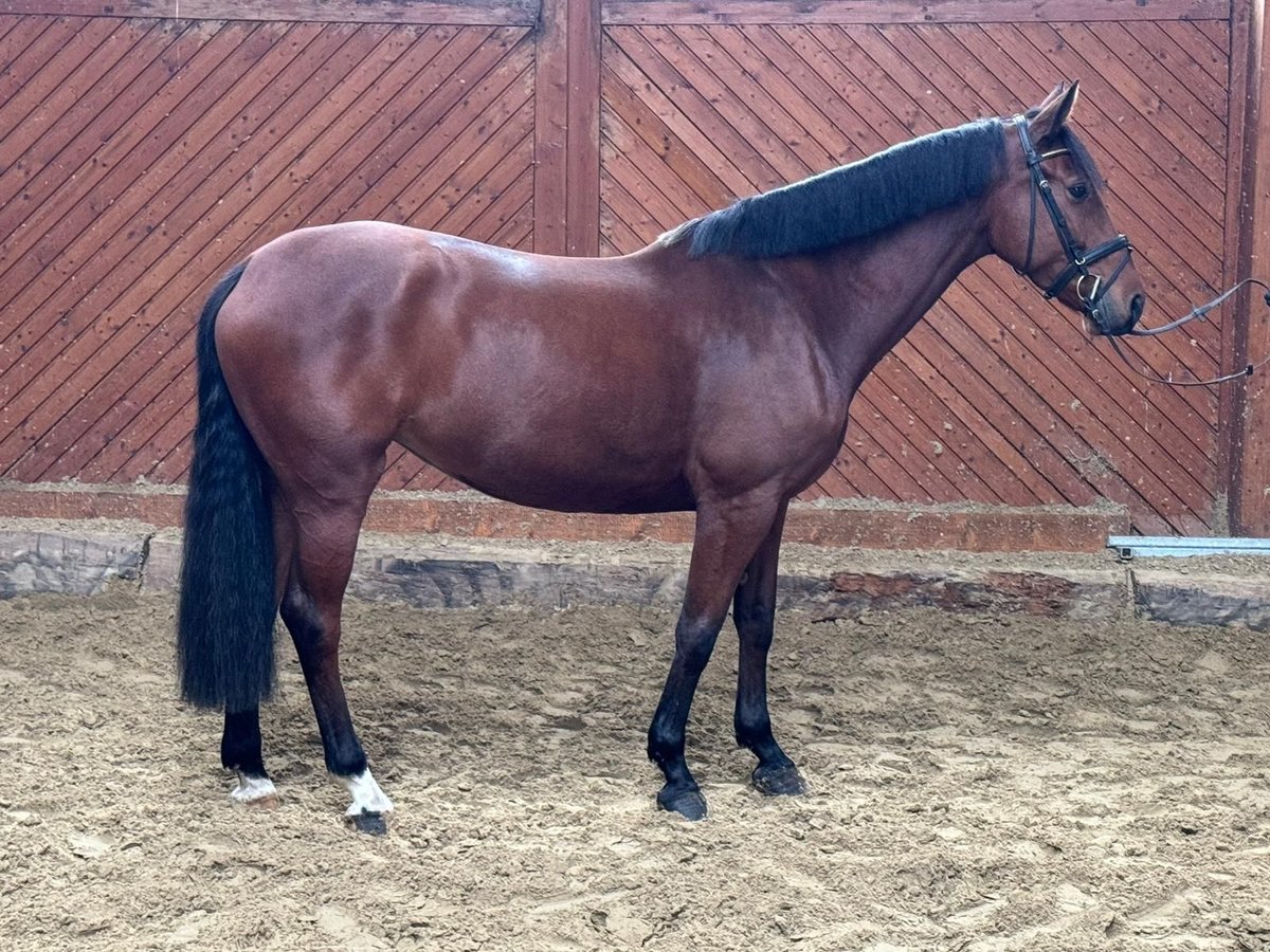 KWPN Mare 5 years 16,1 hh Brown in GROTE-BROGEL