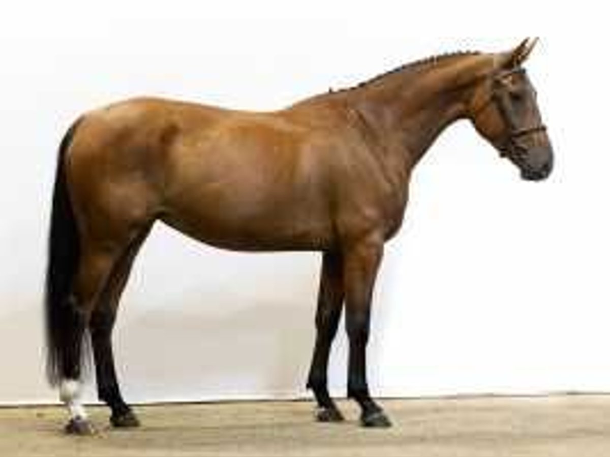 KWPN Mare 5 years 16,1 hh Brown in Waddinxveen