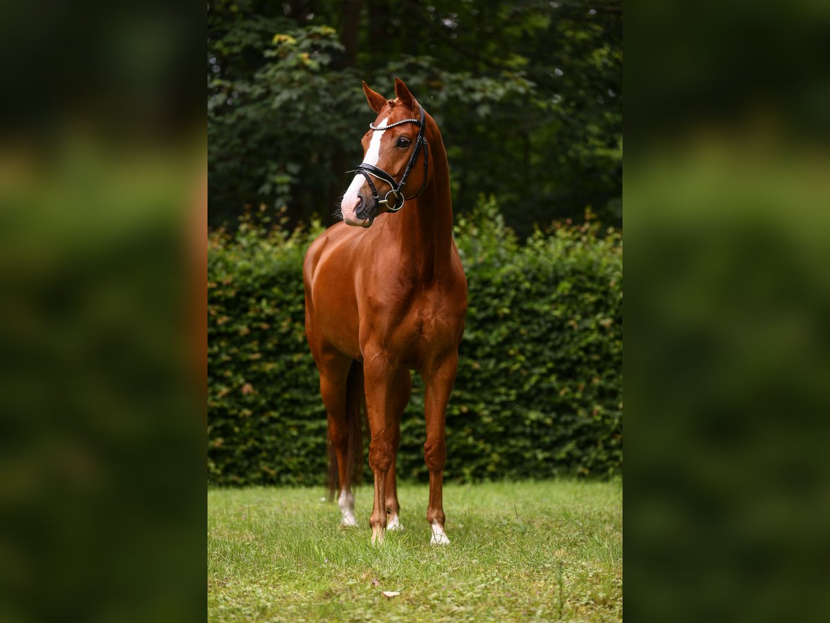 KWPN Mare 5 years 16,1 hh Chestnut-Red in Hamburg