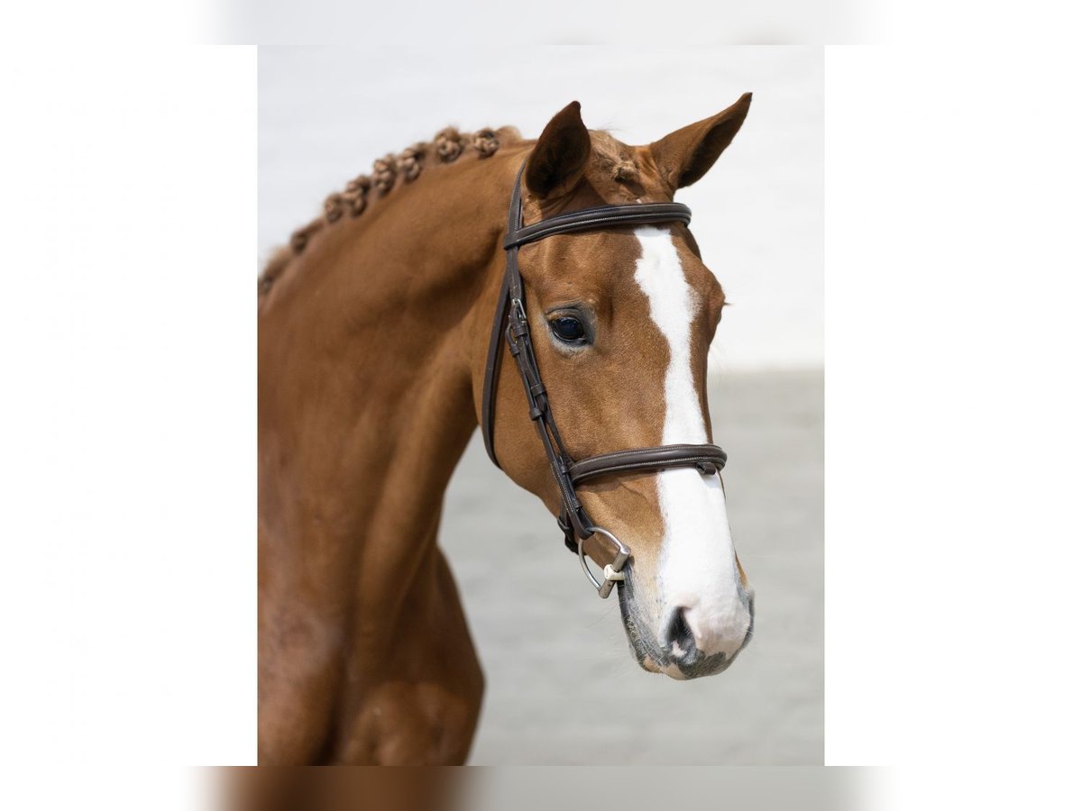 KWPN Mare 5 years 16,1 hh Chestnut-Red in Heerde