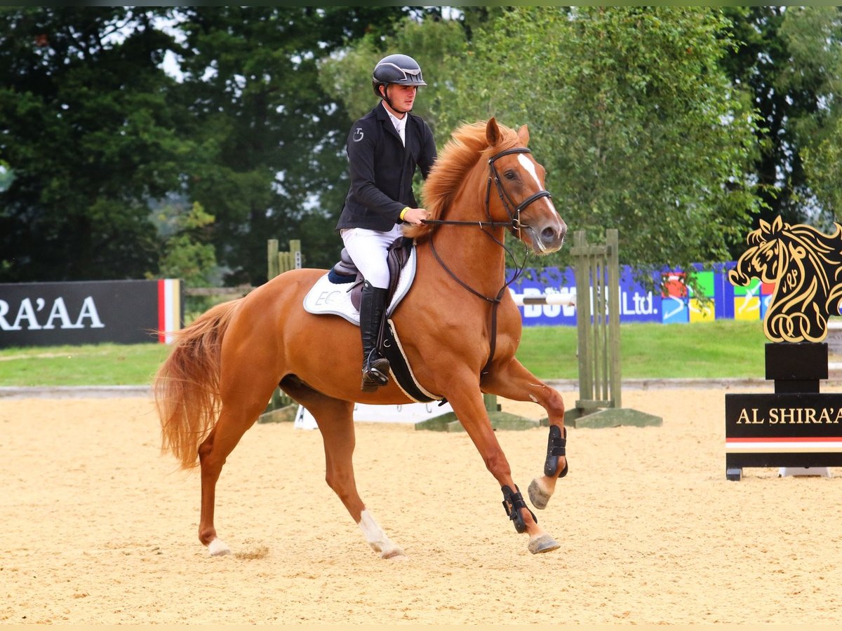 KWPN Mare 5 years 16,1 hh Chestnut in east sussex