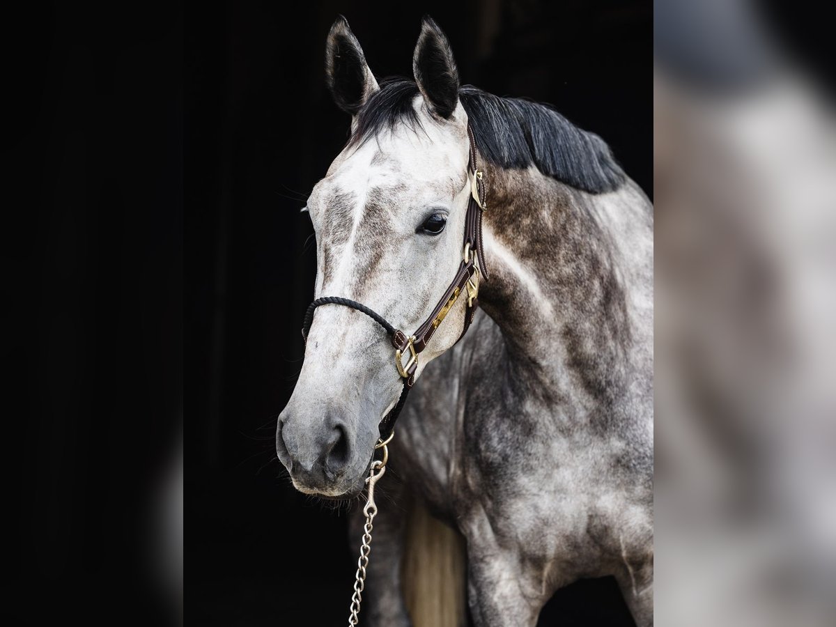 KWPN Mare 5 years 16,1 hh Gray in Ostroróg