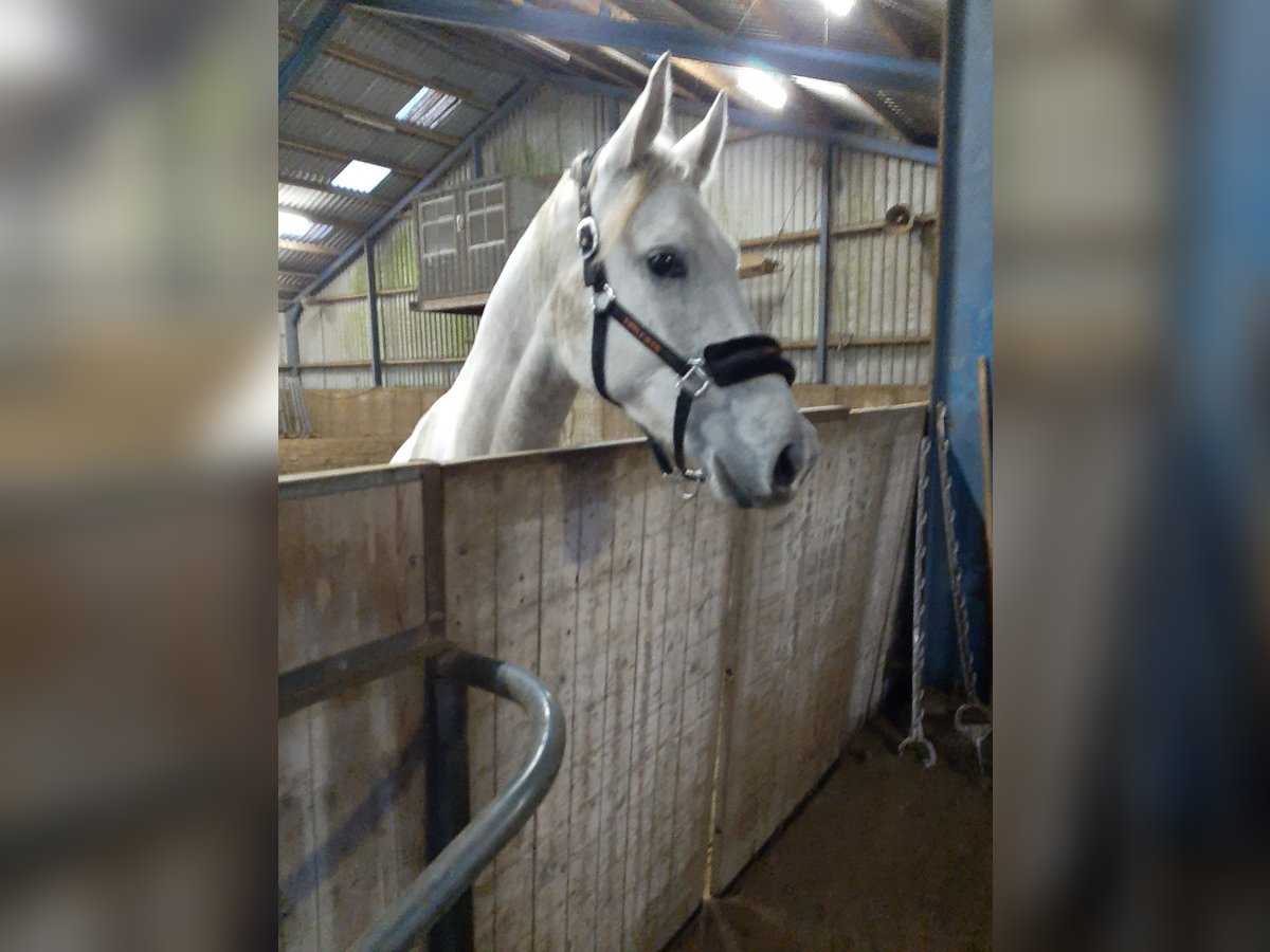 KWPN Mare 5 years 16,1 hh Gray in Siegerswoude