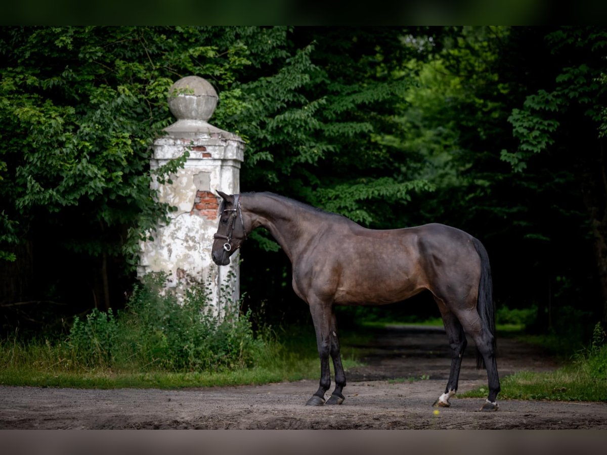 KWPN Mare 5 years 16,1 hh Smoky-Black in Siedleczek