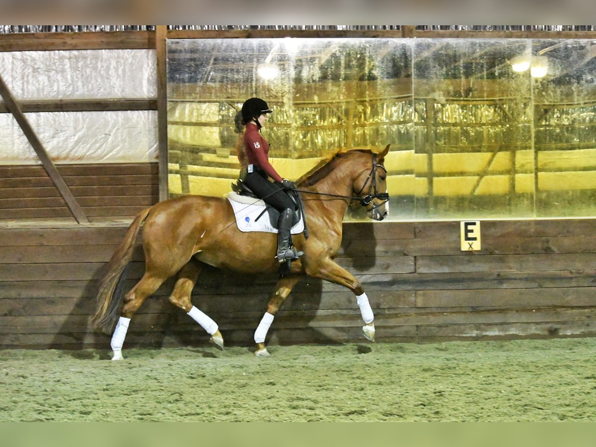 KWPN Mare 5 years 16,2 hh Chestnut in Swedesboro, NJ