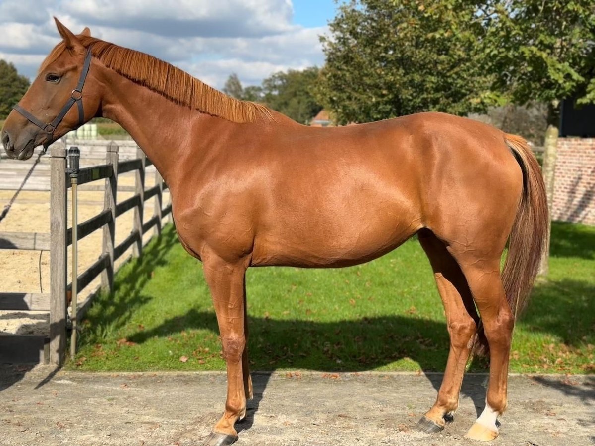 KWPN Mare 5 years 16,2 hh Chestnut-Red in Kalmthout