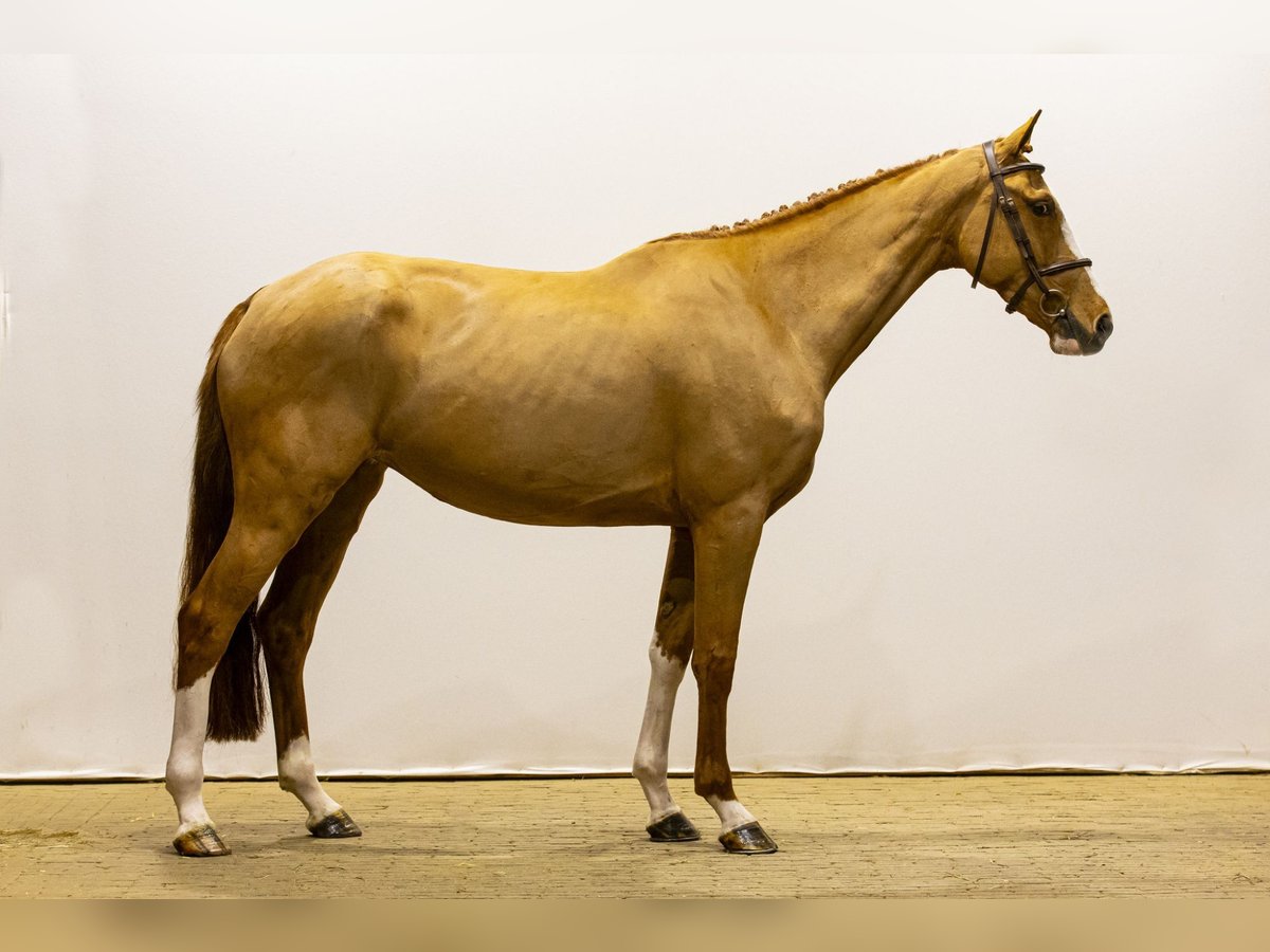 KWPN Mare 5 years 16,2 hh Chestnut-Red in Waddinxveen