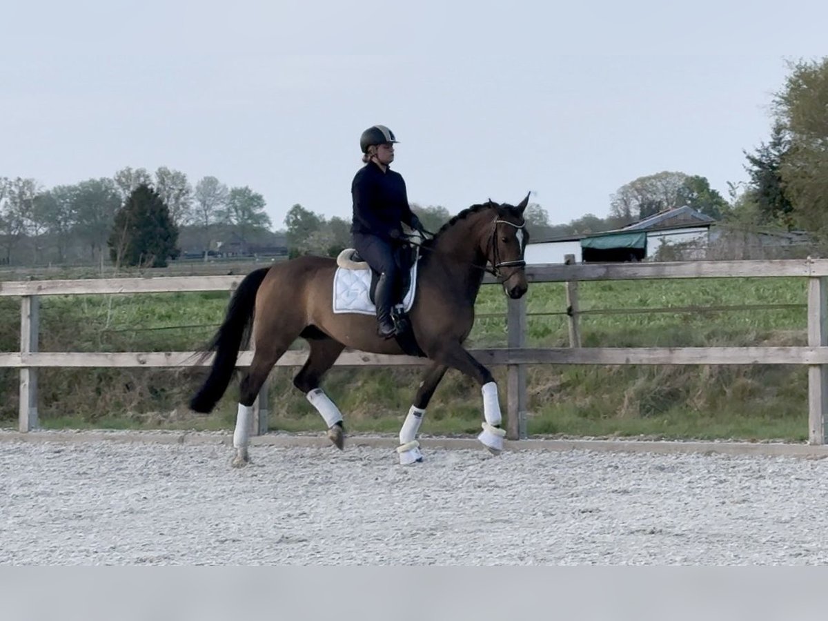 KWPN Mare 5 years 16 hh Bay-Dark in &#x27;s-Hertogenbosch