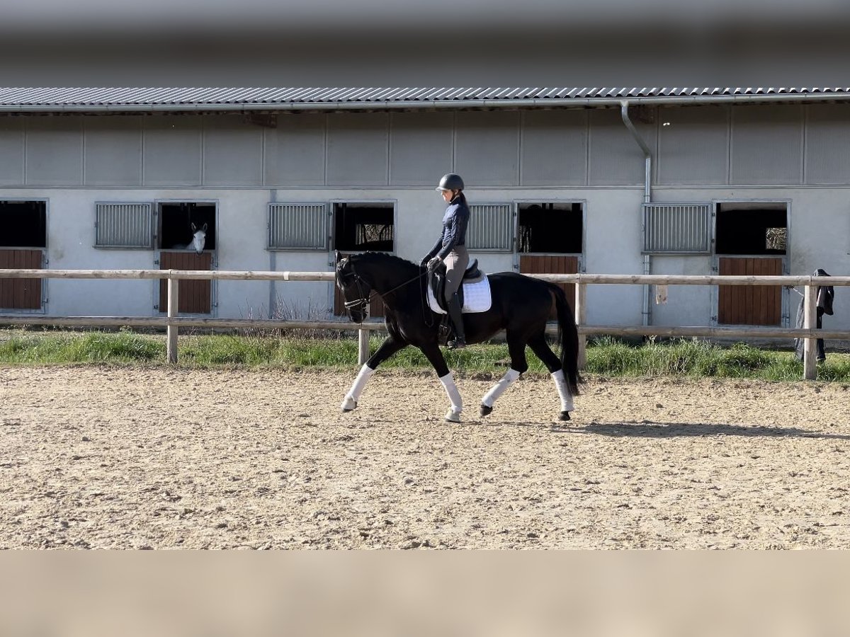KWPN Mare 5 years 16 hh Black in Crolles