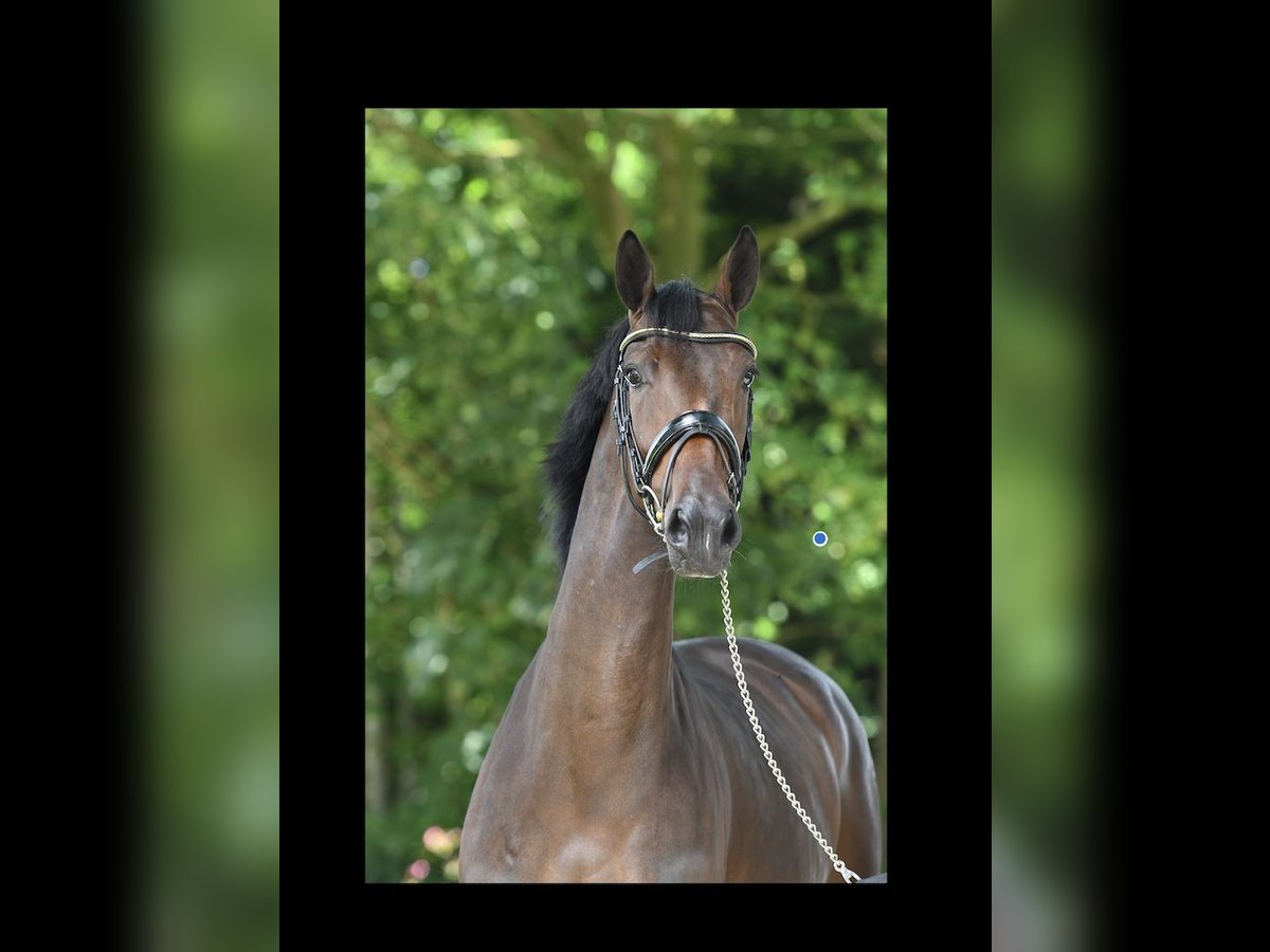 KWPN Mare 5 years 16 hh Brown in Bergen (NH)