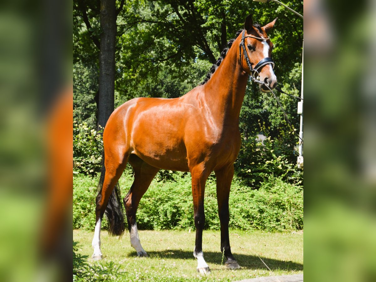 KWPN Mare 5 years 16 hh Brown in Best