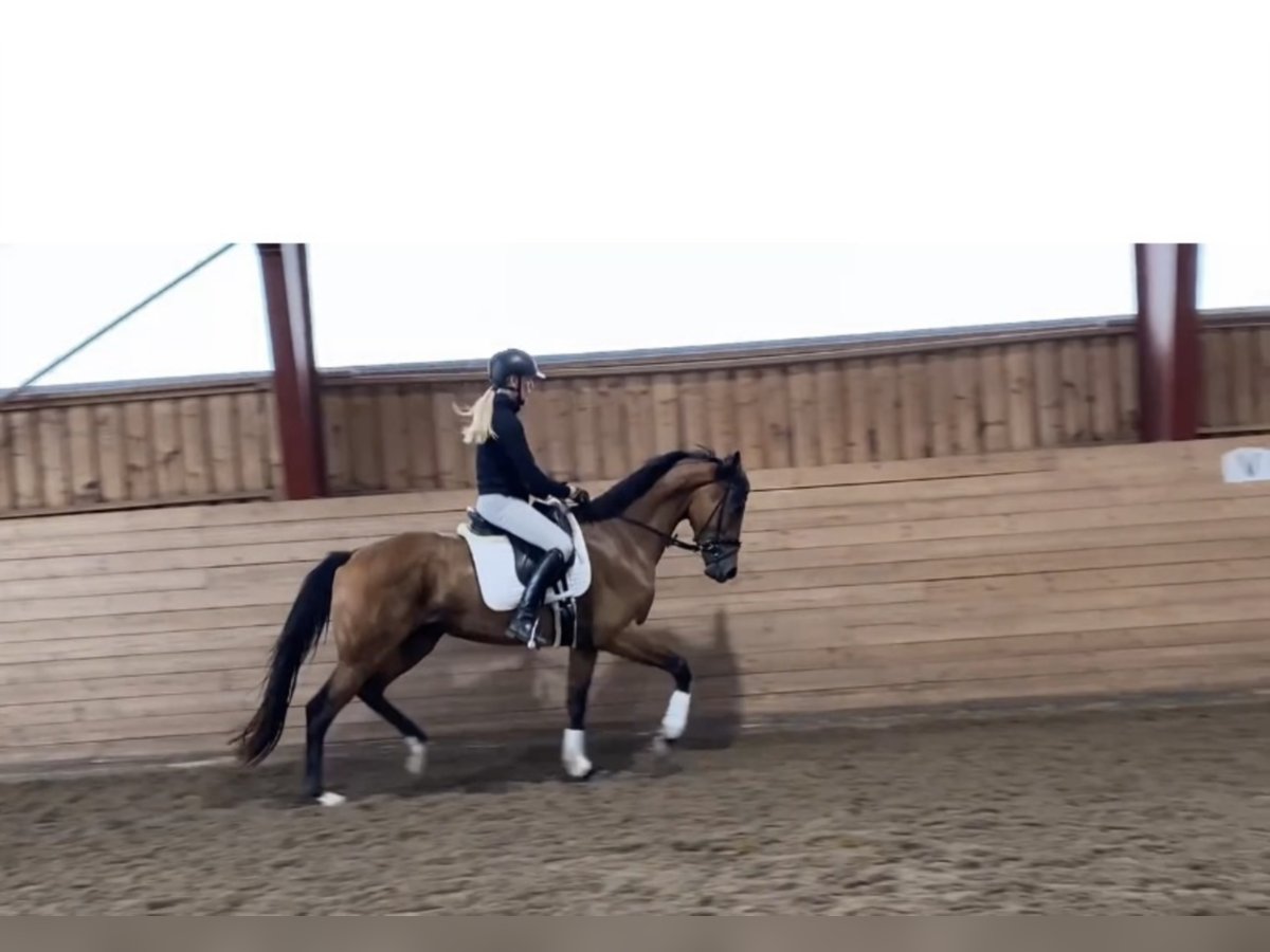KWPN Mare 5 years 16 hh Brown in Sigtuna