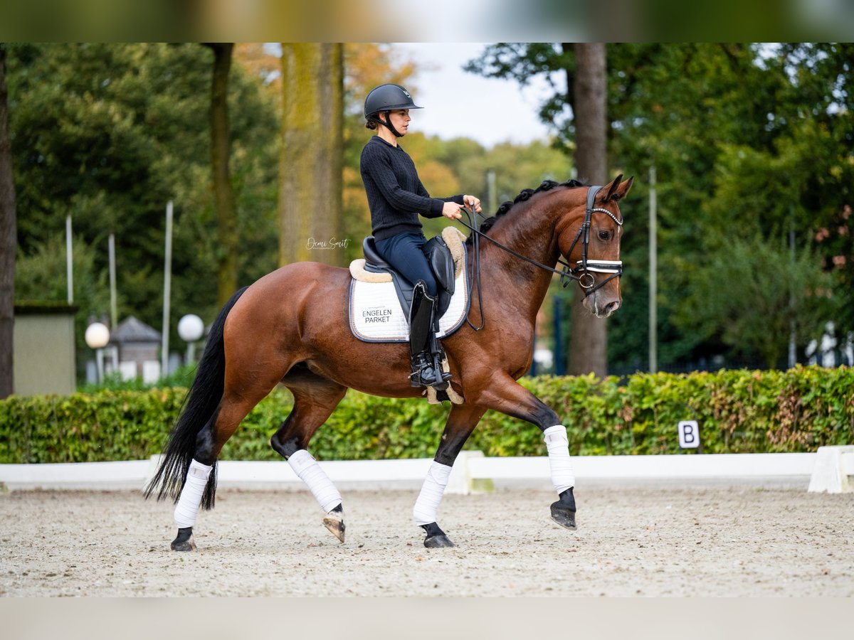 KWPN Mare 5 years 16 hh Brown in Weert