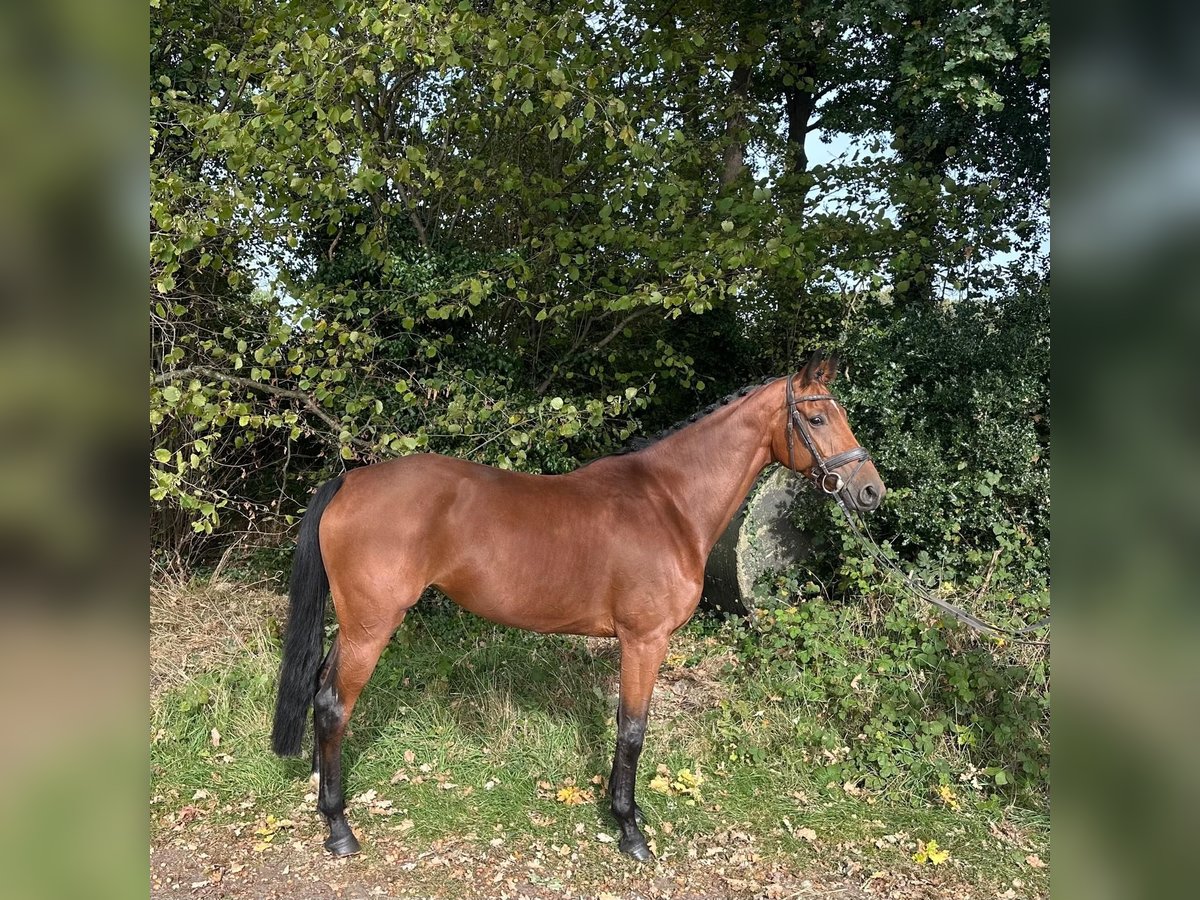 KWPN Mare 5 years 16 hh Brown in GROTE-BROGEL