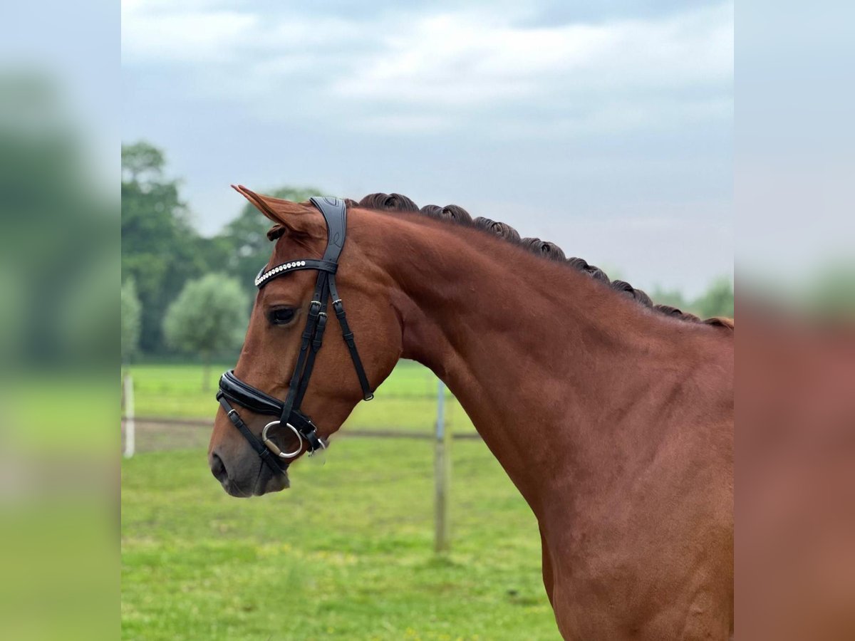 KWPN Mare 5 years 16 hh Chestnut-Red in Halle