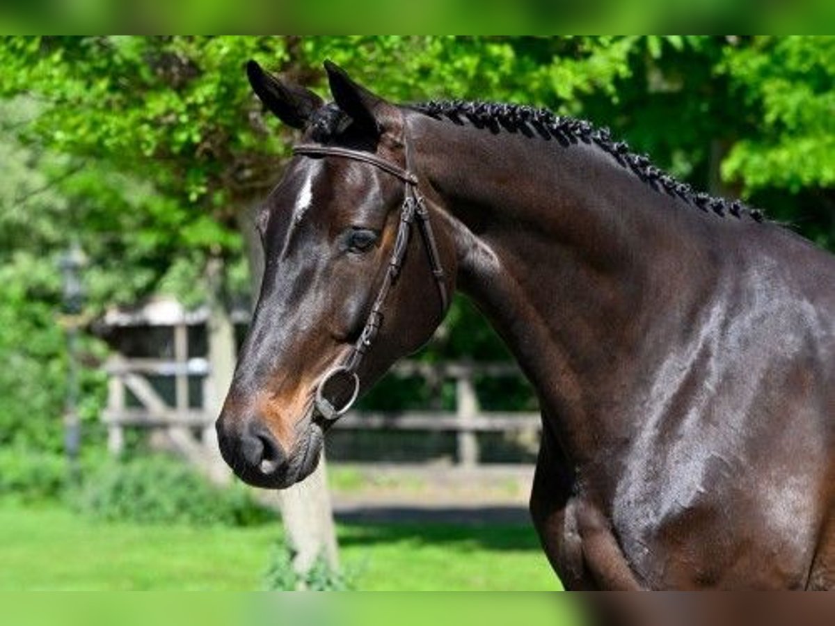 KWPN Mare 5 years 16 hh in Heerde
