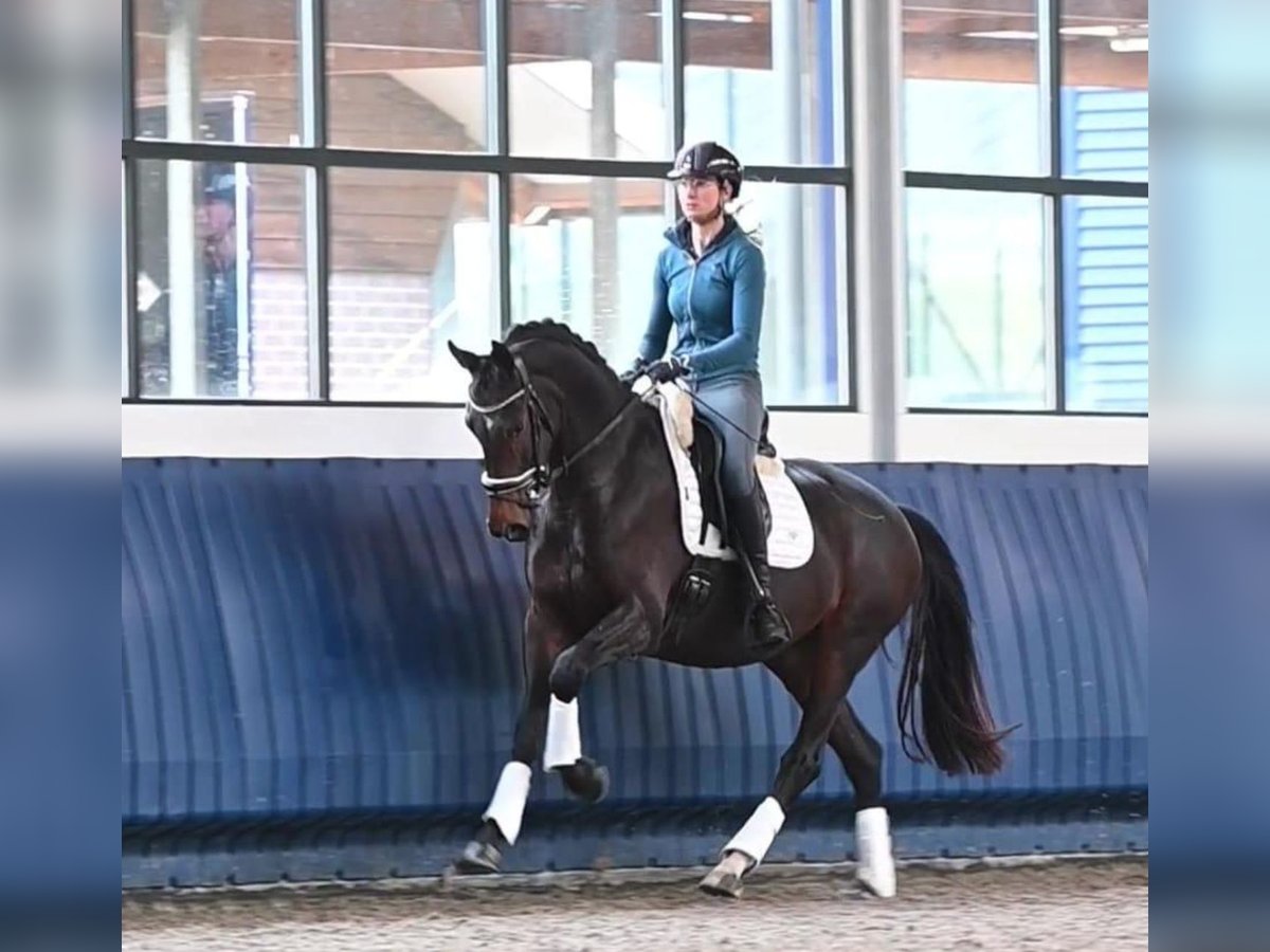 KWPN Mare 5 years 16,1 hh Bay-Dark in Neuss
