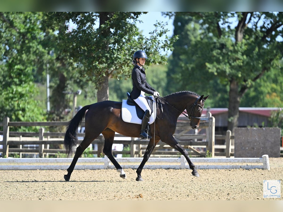 KWPN Mare 5 years 16,1 hh Bay-Dark in Notre dame de livaye