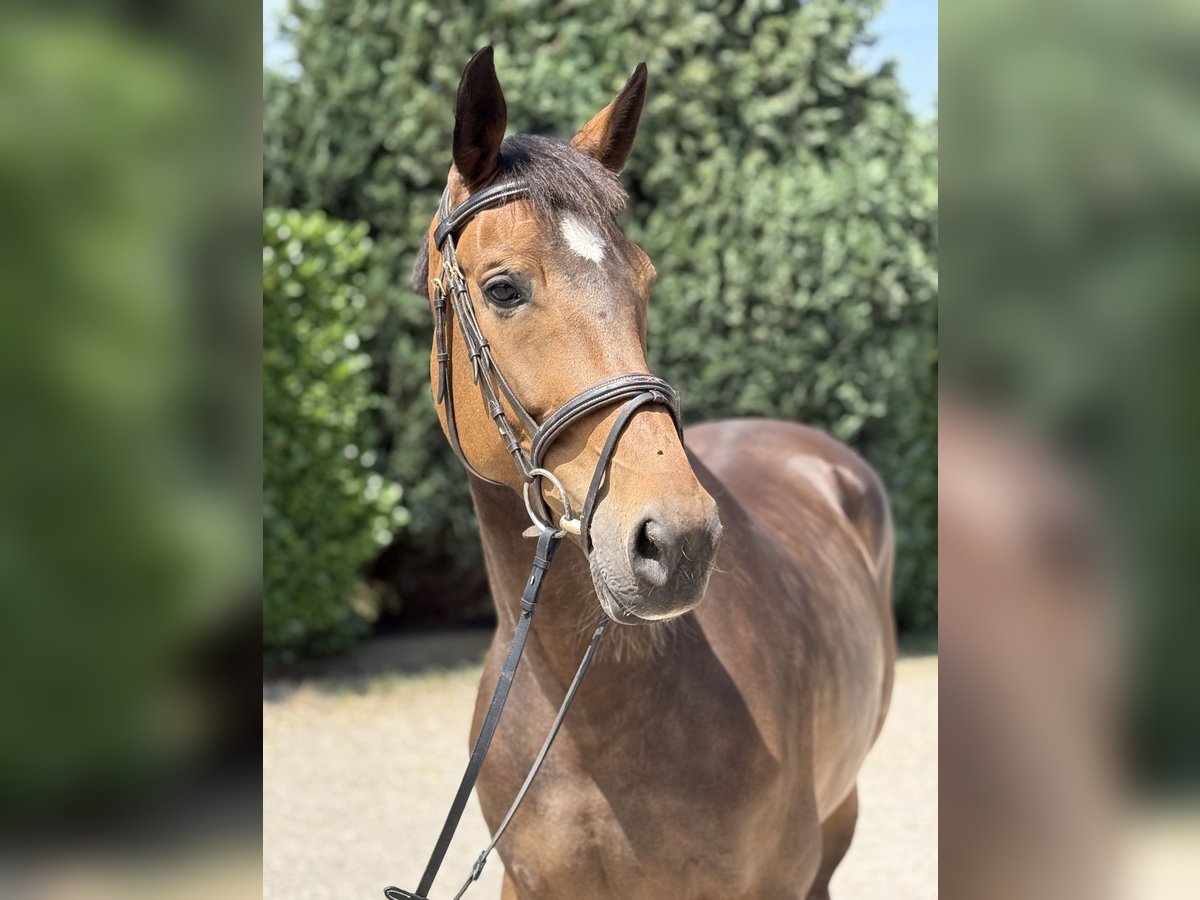 KWPN Mare 5 years 16,1 hh Bay-Dark in Oud Gastel