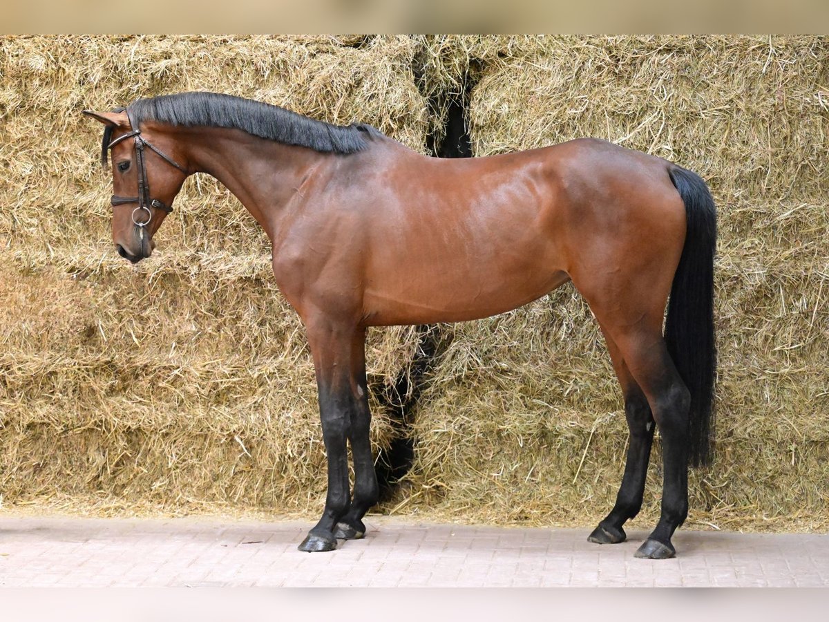 KWPN Mare 5 years 16,1 hh Bay in Bladel