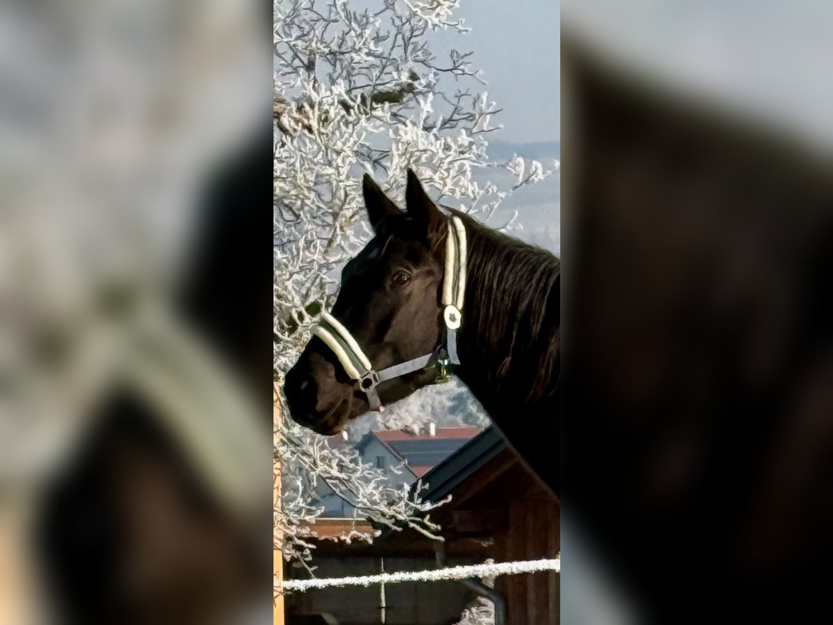 KWPN Mare 5 years 16,1 hh Black in Zell an der Pram