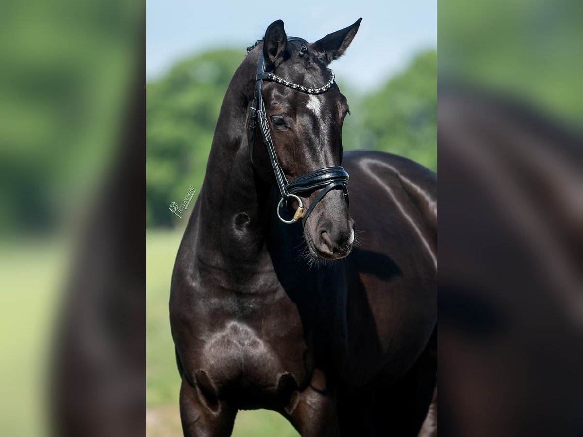 KWPN Mare 5 years 16,1 hh Black in Peer