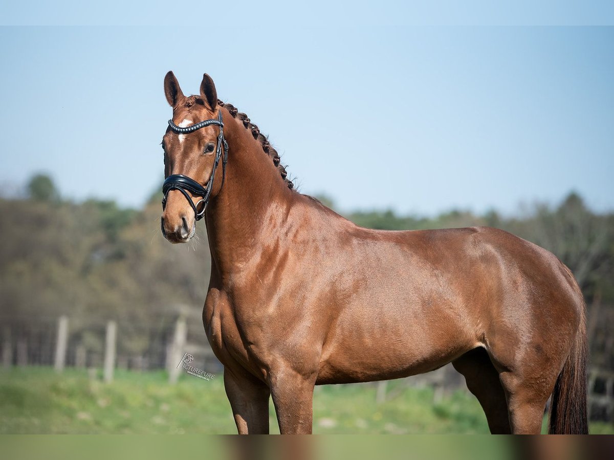 KWPN Mare 5 years 16,1 hh Brown-Light in Peer