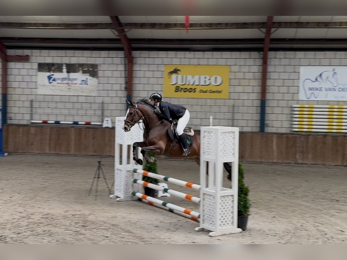 KWPN Mare 5 years 16,1 hh Brown in Oud Gastel