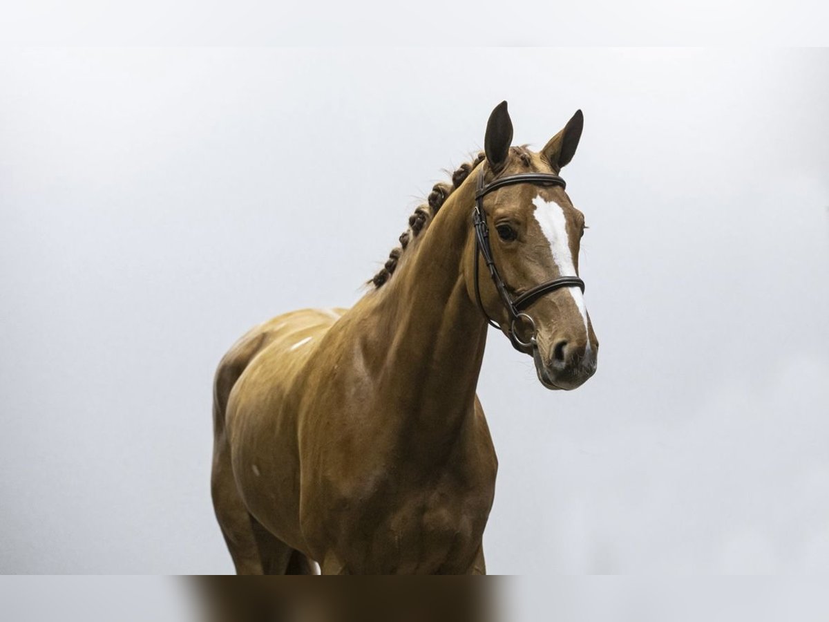 KWPN Mare 5 years 16,1 hh Chestnut-Red in Bern