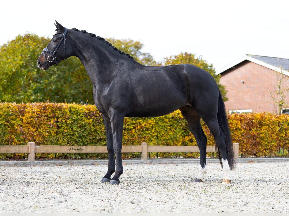 KWPN Mare 5 years 16,1 hh Smoky-Black in Goch