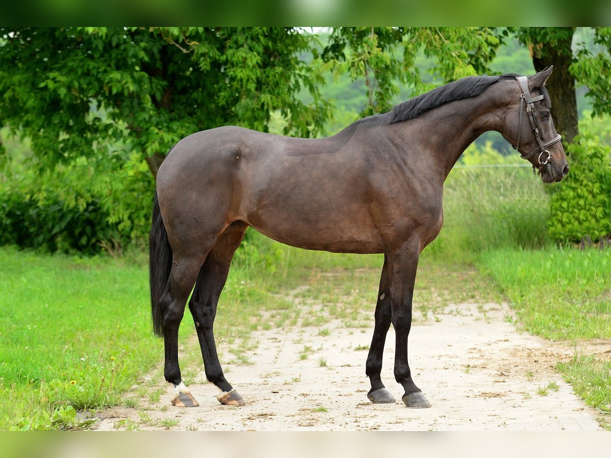 KWPN Mare 5 years 16,1 hh Smoky-Black in Siedleczek
